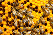 Apis mellifica