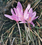 Colchicum autumnale