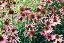 Echinacea