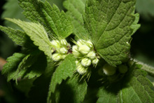 Urtica urens