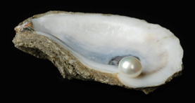 Calcarea carbonica